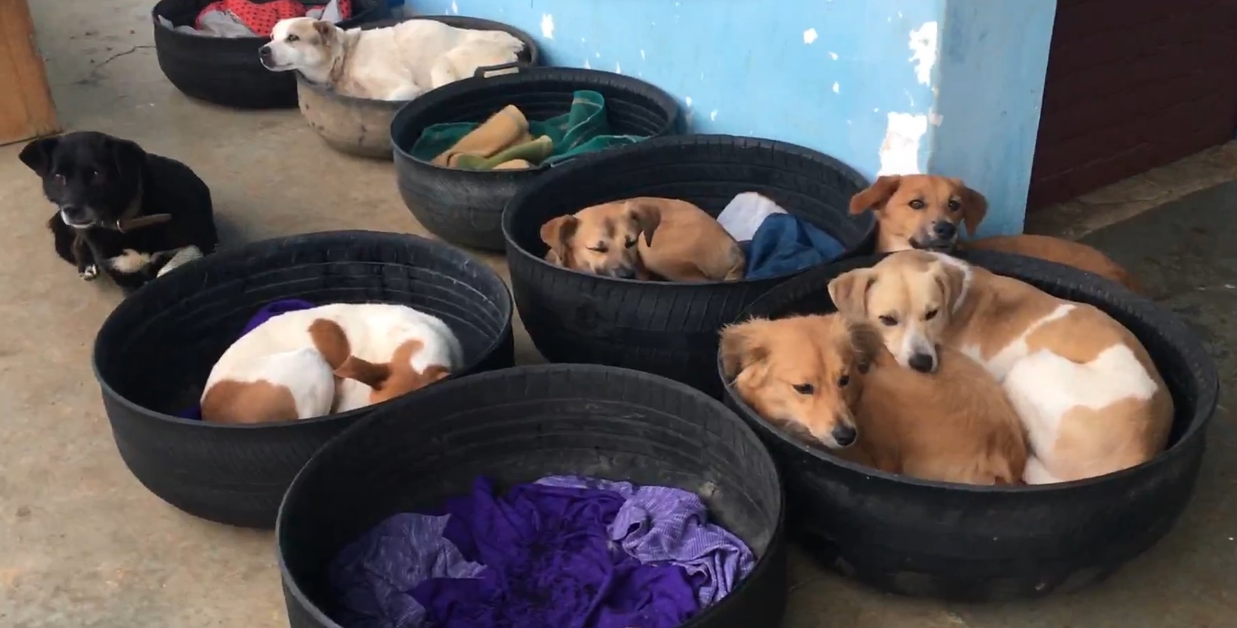 Seja um voluntário no abrigo provisório de cães de Rio Negro