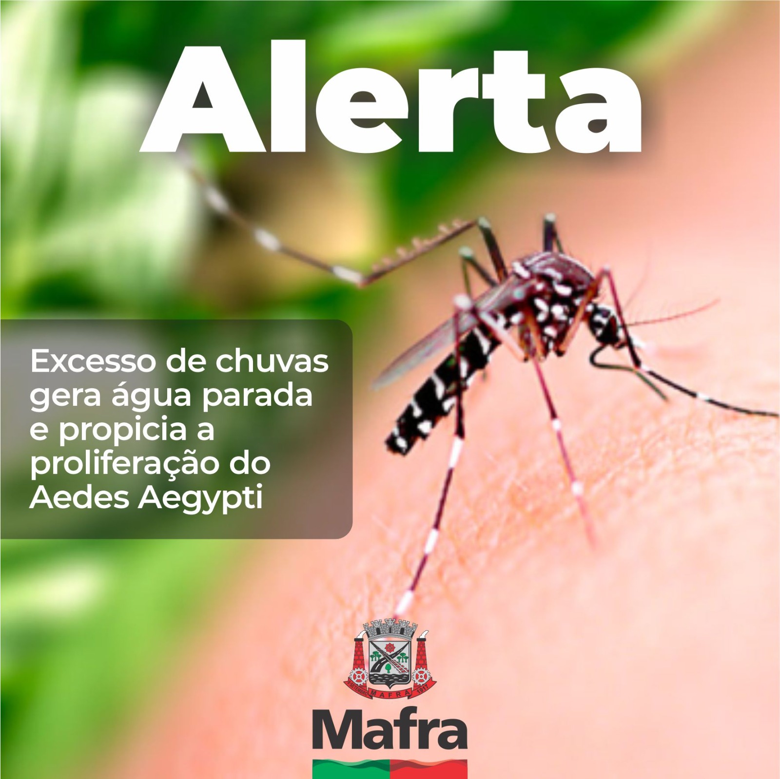 Alerta: excesso de chuvas gera água parada e propicia a proliferação do Aedes Aegypti